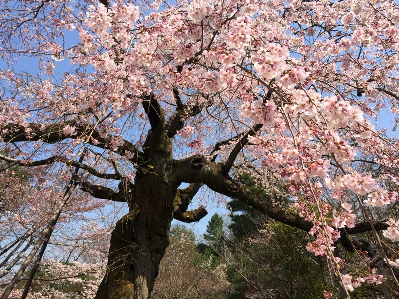 De kersenbloesem (sakura) in Japan