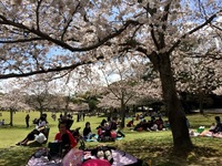 Kersenbloesem sakura park Nara Japan Djoser