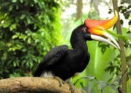 Maleisie Borneo neushoornvogel Djoser