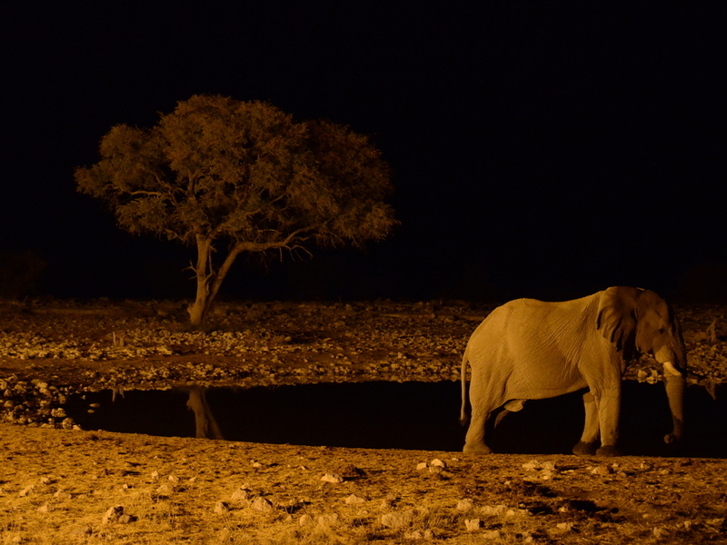 Olifanten in Etosha Nationaal Park, Namibië