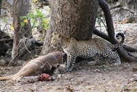 Botswana Chobe park luipaard Djoser