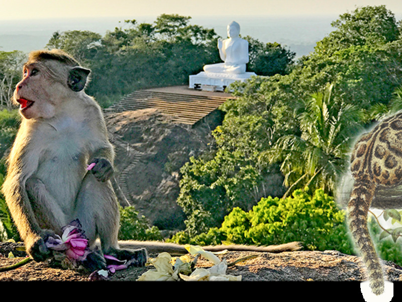 Sri Lanka - paradijs voor natuurliefhebber