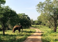 Olifant Udawalawe Sri Lanka