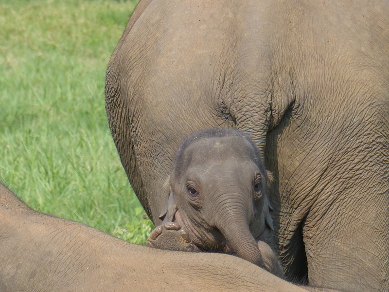 Minneriya nationaal park - olifanten