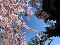 Kersenbloesem Japan