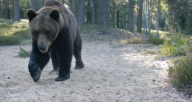 Wit- Rusland - natuurreis - beer