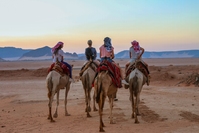 Kamelen Wadi Rum
