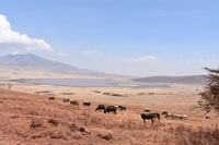 Uitzicht over Ngorongorokrater