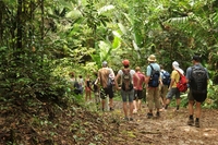 Jungle Suriname