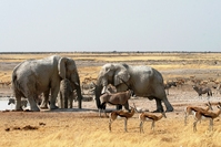 Elephants and kudu's in Etosha NP