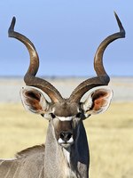 Head of an Kudu in Kruger national park
