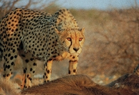 Portrait of a cheeta with a fresh kill