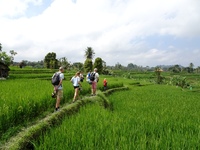 rijstveld family indonesie