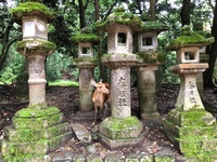 Nara hert Nara