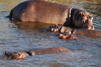 Nijlpaard Namibië