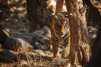Ranthambore NP tijger India Djoser