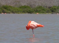 Flamingo Galapagos