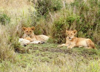 Leeuwen in nationaal park Zuid-Afrika