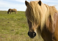 Paard IJsland
