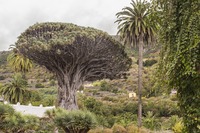 Drakenboom Icod de Los Vinos Tenerife