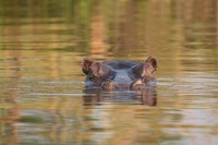Nijlpaard Okavangorivier Namibië Djoser