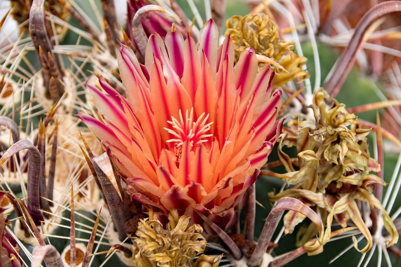 Cactus-park op Lanzarote
