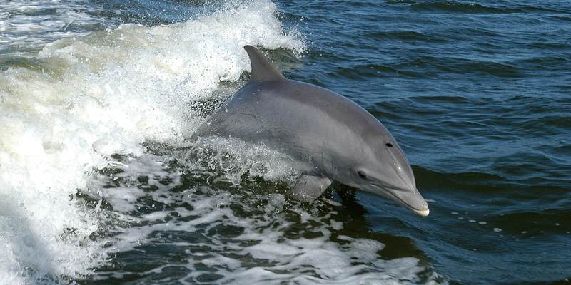 Walvisbaai - dolfijnentocht