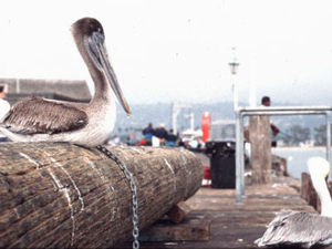Santan Barbara - pelikanen
