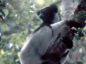 Perinet – Indri Indri