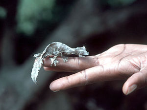 Ranomafana National Park – gekko