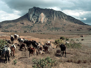 Horombe plateau – koeien met herdersjongen