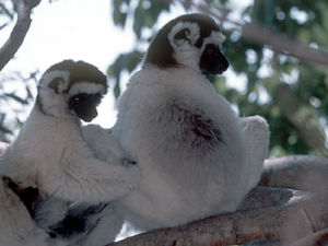 Isalo National Park – Verreaux lemuren