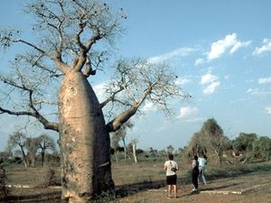 Ifaty – baobab met wandelaars