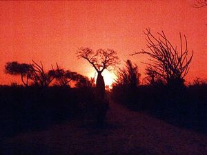 Ifaty – zonsondergang met baobabs