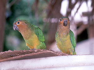 Galibi – jonge papegaaien