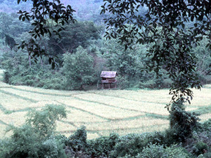 Onderweg - rijstvelden