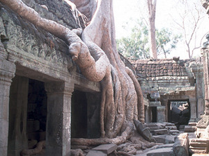 Angkor - Ta Phnom, boomstam