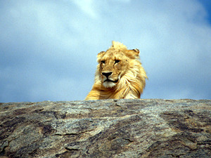 Samburu NP – leeuw