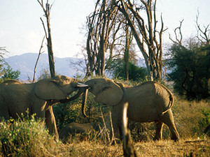 Samburu NP – olifanten