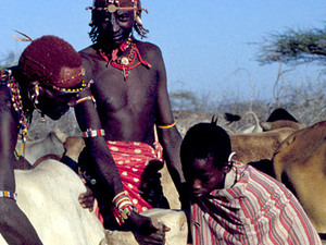 Samburu NP – bloed aftappen bij vee