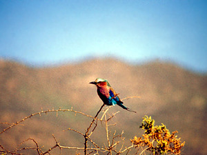 Cherangani Hills – vogels kijken