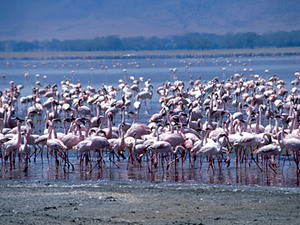 Lake Nakuru – flamingo’s