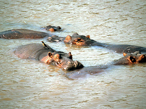 Lake Navaisha - nijlpaarden
