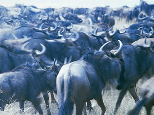 Masai Mara - trekkende gnoe’s
