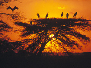 Masai Mara – zonsondergang