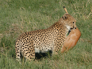 Moremi game reserve - cheetah