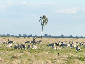 Nxai Pans nationaal park - zebra's