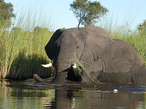 Okavango delta - olifant
