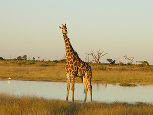 Chobe Nationaal park - giraffe