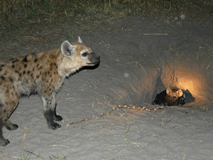 Chobe Nationaal park - hyena
